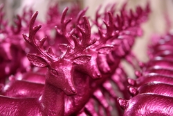 Thomas Pink Deer